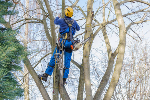 Best Firewood Processing and Delivery  in , MO