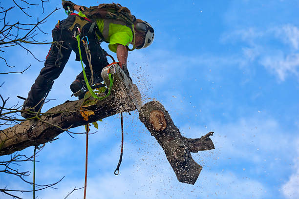 Best Leaf Removal  in , MO