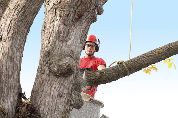  , MO Tree Removal Services Pros